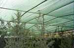shade nets